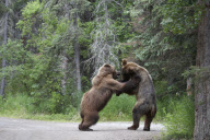 Grizzly Bears