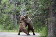 Grizzly Bears