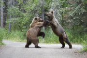 Grizzly Bears