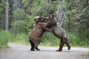 Grizzly Bears
