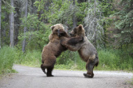 Grizzly Bears