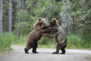 Grizzly Bears