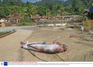 EARTHQUAKE AND TSUNAMI DISASTER, PHUKET, THAILAND - 28 DEC 2004