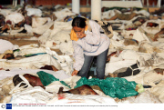EARTHQUAKE AND TSUNAMI DISASTER, KHAO LAK, THAILAND - 28 DEC 2004