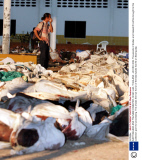 EARTHQUAKE AND TSUNAMI DISASTER, KHAO LAK, THAILAND - 28 DEC 2004