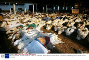 EARTHQUAKE AND TSUNAMI DISASTER, KHAO LAK, THAILAND - 28 DEC 2004