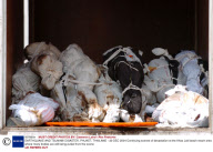 EARTHQUAKE AND TSUNAMI DISASTER, PHUKET, THAILAND - 29 DEC 2004