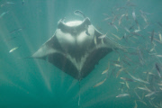 Manta Rays feeding at Hanifaru Bay, Baa Atoll, Maldives - 22 Nov 2012