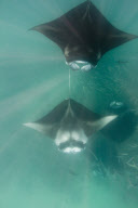 Manta Rays feeding at Hanifaru Bay, Baa Atoll, Maldives - 22 Nov 2012