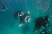 Manta Rays feeding at Hanifaru Bay, Baa Atoll, Maldives - 22 Nov 2012