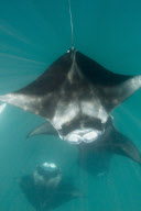 Manta Rays feeding at Hanifaru Bay, Baa Atoll, Maldives - 22 Nov 2012