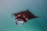 Manta Rays feeding at Hanifaru Bay, Baa Atoll, Maldives - 22 Nov 2012
