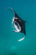Manta Rays feeding at Hanifaru Bay, Baa Atoll, Maldives - 22 Nov 2012
