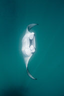 Manta Rays feeding at Hanifaru Bay, Baa Atoll, Maldives - 22 Nov 2012