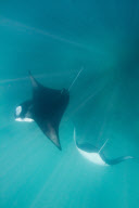 Manta Rays feeding at Hanifaru Bay, Baa Atoll, Maldives - 22 Nov 2012