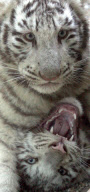 White tiger cubs playing at Liberec Zoo, Czech Republic - 21 Nov 2012