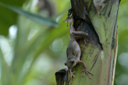 Tree snake preys on frog, Jombang, East Java - 26 Nov 2012