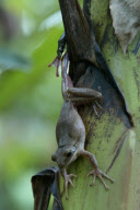 Tree snake preys on frog, Jombang, East Java - 26 Nov 2012