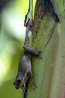 Tree snake preys on frog, Jombang, East Java - 26 Nov 2012