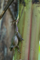 Tree snake preys on frog, Jombang, East Java - 26 Nov 2012