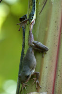 Tree snake preys on frog, Jombang, East Java - 26 Nov 2012