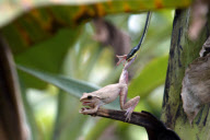 Tree snake preys on frog, Jombang, East Java - 26 Nov 2012