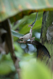 Tree snake preys on frog, Jombang, East Java - 26 Nov 2012