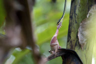 Tree snake preys on frog, Jombang, East Java - 26 Nov 2012