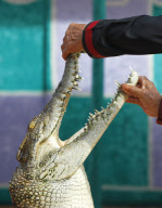 The Fighting Crocodile Show, Joko Tingkir Arena, Bekasi, West Java, Indonesia - 25 Nov 2012