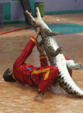 The Fighting Crocodile Show, Joko Tingkir Arena, Bekasi, West Java, Indonesia - 25 Nov 2012