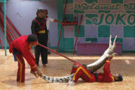 The Fighting Crocodile Show, Joko Tingkir Arena, Bekasi, West Java, Indonesia - 25 Nov 2012