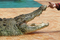 The Fighting Crocodile Show, Joko Tingkir Arena, Bekasi, West Java, Indonesia - 25 Nov 2012