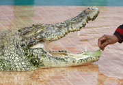 The Fighting Crocodile Show, Joko Tingkir Arena, Bekasi, West Java, Indonesia - 25 Nov 2012