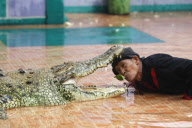 The Fighting Crocodile Show, Joko Tingkir Arena, Bekasi, West Java, Indonesia - 25 Nov 2012