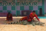 The Fighting Crocodile Show, Joko Tingkir Arena, Bekasi, West Java, Indonesia - 25 Nov 2012