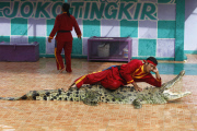 The Fighting Crocodile Show, Joko Tingkir Arena, Bekasi, West Java, Indonesia - 25 Nov 2012