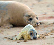 Grey seals give birth on Horsey beach in Norfolk, Britain - 28 Nov 2012