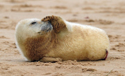 Grey seals give birth on Horsey beach in Norfolk, Britain - 28 Nov 2012