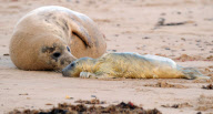 Grey seals give birth on Horsey beach in Norfolk, Britain - 28 Nov 2012