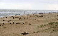 Grey seals give birth on Horsey beach in Norfolk, Britain - 28 Nov 2012