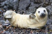 Baby grey seal appears to wave at the camera, Martin's Haven, Pembrokeshire, Wales - 2012