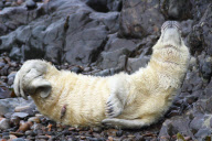 Baby grey seal appears to wave at the camera, Martin's Haven, Pembrokeshire, Wales - 2012