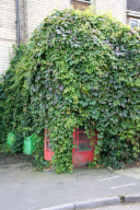 Full functioning telephone box completely covered in ivy creepers, Exning, near Newmarket, Suffolk, Britain - 03 Dec 2012