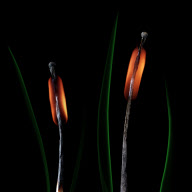 Images created from spent matches, smoke and fire, Ekaterinburg, Russia - 05 Dec 2012