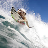 Maverick Meerkats 2013 - 07 Dec 2012