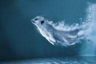 Maverick Meerkats 2013 - 07 Dec 2012