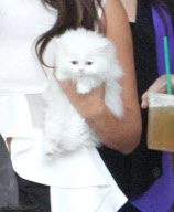 Kim Kardashian's Kitty Mercy Has Passed Away ***FILE PHOTOS*** 