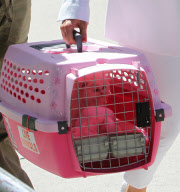 Kim Kardashian's Kitty Mercy Has Passed Away ***FILE PHOTOS*** 
