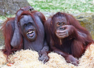 Blackpool Zoo orangutans relocate while ape house renovated, Blackpool, Lancashire, Britain - 10 Dec 2012