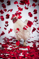 'Nice Pecks' Calendar 2013 featuring cockerels by the Happy Egg Company, Britain - 10 Dec 2012
